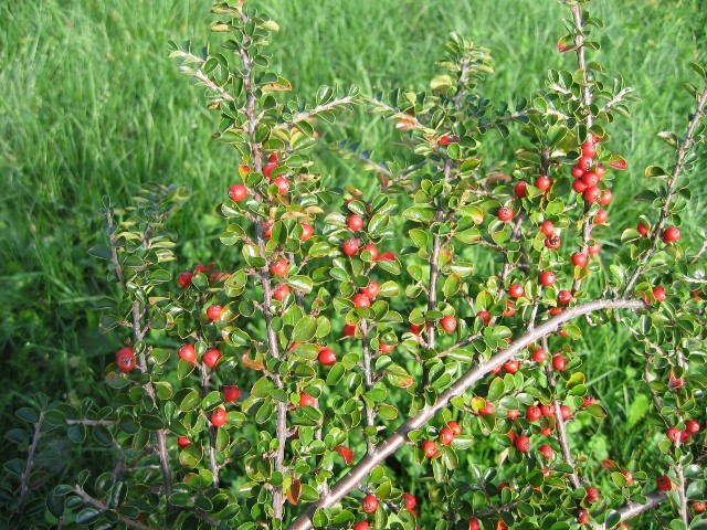 Cotoneaster bobice